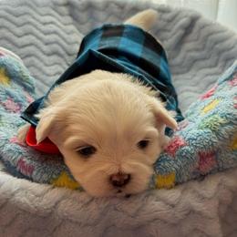 Marshall - White male Shih Tzu puppy in Etoile, Texas from Dollface Dollie’s Shih Tzus