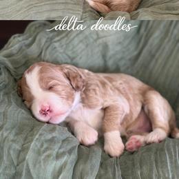 Latte - Caramel female Labradoodle puppy in Clovis, California from Delta Doodless