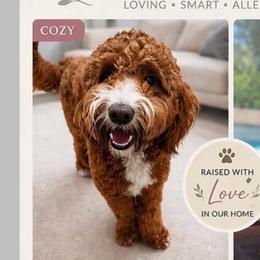 Cozy - Goldendoodle