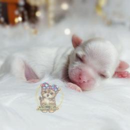 Korean Glen - White and tan male Mal-Shi puppy in Barren Springs, Virginia from Seeking Shalom Acres Maltese, Maltipoos & Havamalts
