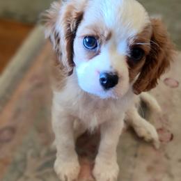 Basil - Blenheim male Cavalier King Charles Spaniel puppy in Marshfield, Missouri from Puppyloversplace