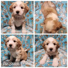 Love-A-Lot - Gold and white male Tibetan Terrier puppy in Lane County, Oregon from Zara Tibetan Terriers