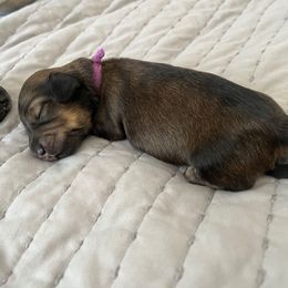 Buttercup - Cream female Dachshund puppy in Lansing, Michigan from Swedoxies