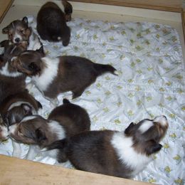 Shetland Sheepdog Puppies from Wyndeway Shetland Sheepdogs