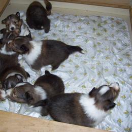 Shetland Sheepdog Puppies from Wyndeway Shetland Sheepdogs