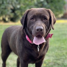 Kona - Labrador Retriever