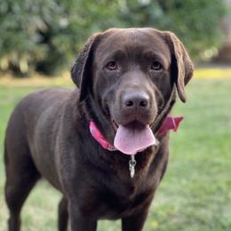 Kona - Labrador Retriever