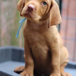 Bullseye - Golden rust male Vizsla puppy in Bloomington, Indiana from Envizion
