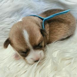 Blue Male - White and red male Pembroke Welsh Corgi puppy in Wayne City, Illinois from Lash Livestock & Corgis