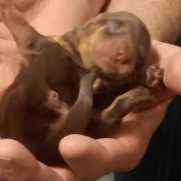Princess - Chocolate and tan female Dachshund puppy in Wichita, Kansas from Lauren's Dachshunds