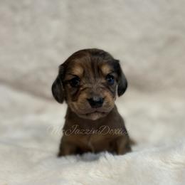 Orange heart girl (dapple) - Dapple female Dachshund puppy in Chehalis, Washington from McJazzin Doxies