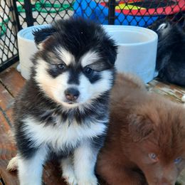 Pomsky Puppies from Zeuskis Pomskies