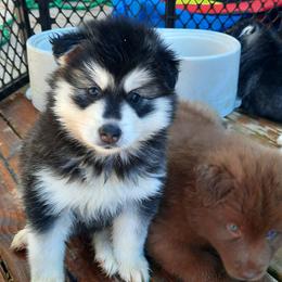 Pomsky Puppies from Zeuskis Pomskies