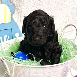 Boy 1 - Goldendoodle puppy in Miami Dade County, Florida from RoyalPaws_Miami