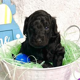 Boy 1 - Goldendoodle puppy in Miami Dade County, Florida from RoyalPaws_Miami