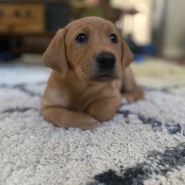 Labrador Retriever Puppies from Duck Creek Kennels