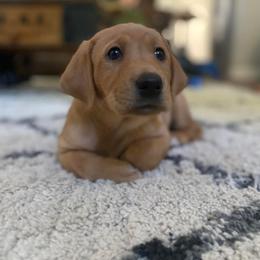 Labrador Retriever Puppies from Duck Creek Kennels