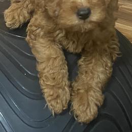 Maltipoo Puppies from Third Coast Maltipoos