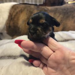Willow - Black and tan female Yorkshire Terrier puppy in Toledo, Ohio from Yorkie / Chorkie  love