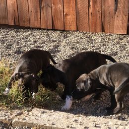Staffordshire Bull Terrier Puppies from J Jax Staffords