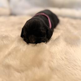 Pink - Girl - Black white and tan female Cocker Spaniel puppy in Morganton, North Carolina from Priceless Pups
