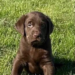 Green - Chocolate male Labrador Retriever puppy in Spokane, Washington from Learn's Labs