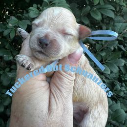 Riesling - Wheaten male Miniature Schnauzer puppy in Newark, Ohio from Tuckered Out Schnauzers