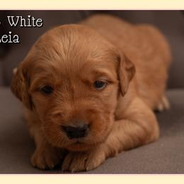 Leia - Dark golden female Golden Retriever puppy in Driggs, Idaho from SK Golden Retrievers