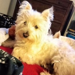 West Highland White Terriers from Breezys Babies