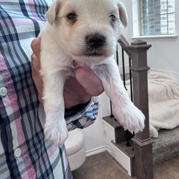 Male 2 - White male Miniature Schnauzer puppy in Seagoville, Texas from JC miniature schnauzers