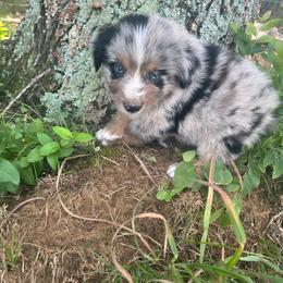Winnabego - Blue merle male Miniature Australian Shepherd puppy in White Plains, Kentucky from Garrett’s Ridge Farm