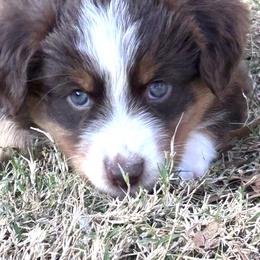 Parker - Red & white male Australian Shepherd puppy in Wylie, Texas from Wylie Mini Aussies