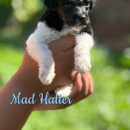 Mad Hatter - Parti male Poodle puppy in Independence, Kansas from Malone Standard Poodles