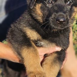 German Shepherd Puppies from Vom Haus Denfors K9