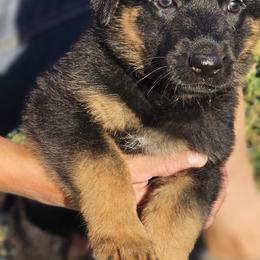 German Shepherd Puppies from Vom Haus Denfors K9