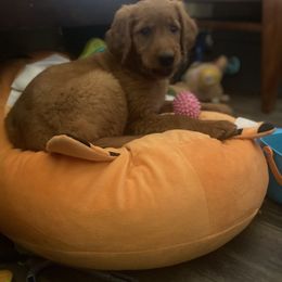 Golden Retriever Puppies from Hearth & Homestead