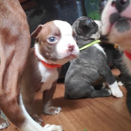 Boston Terrier Puppies from The Christian Bostons