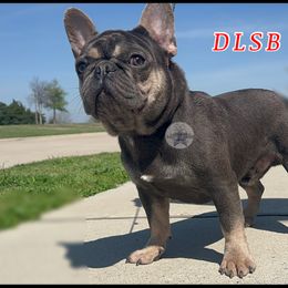 ROCKO - French Bulldog