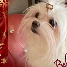 Maltese from Alpine Meadow Maltese