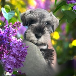 Miniature Schnauzer Puppies from Texas Schnauzers