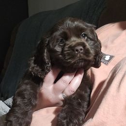 Cavapoo, Cockapoo, Cocker Spaniel, Goldendoodle, Golden Retriever, and Shihpoo Puppies from Hunting Creek Farm & Kennel