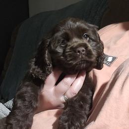 Cavapoo, Cockapoo, Cocker Spaniel, Goldendoodle, Golden Retriever, and Shihpoo Puppies from Hunting Creek Farm & Kennel