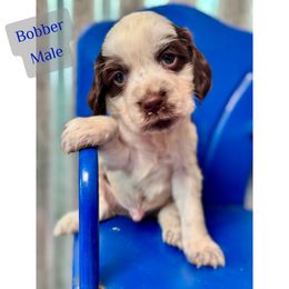 Bobber - Black and white male English Springer Spaniel puppy in Madison, Indiana from McCollough's Pawsome Spaniels and Danny's Delightful Dachshunds
