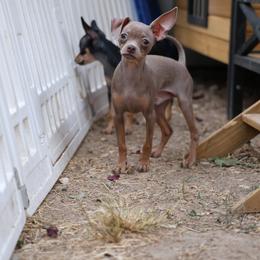 Jasper - Blue and tan male Russian Toy puppy in Citrus Heights, California from Little Royal Hearts