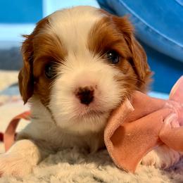 Muffin - Blenheim female Cavalier King Charles Spaniel puppy in Gilbert, Arizona from Cacti Cavaliers