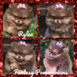 Rylee - Chocolate and tan female Pomeranian puppy in Anna, Texas from Fantasy Pomeranians & Fantasy Aussies