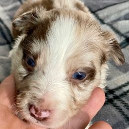 Auburn - White and red merle female Border Collie puppy in Rickman, Tennessee from Roaring River Border Collies