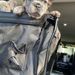 French Bulldog Puppies from Frenchie Love Bugs