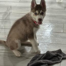 Tundra - Sable and white female Siberian Husky puppy in Lakeland, Florida from Ice Blue Legacy Siberians Huskies
