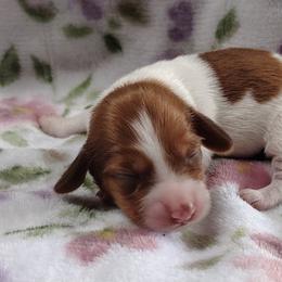 Dachshunds from smithsminiaturedachshunds